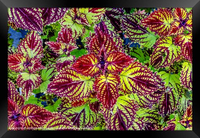 Colorful Green Red Rainbow Japanese Coleus Leaves Kyoto Japan. Framed Print by William Perry