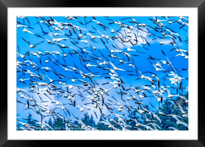 Thousands Snow Geese Flying Skagit Valley Washingt Framed Mounted Print by William Perry