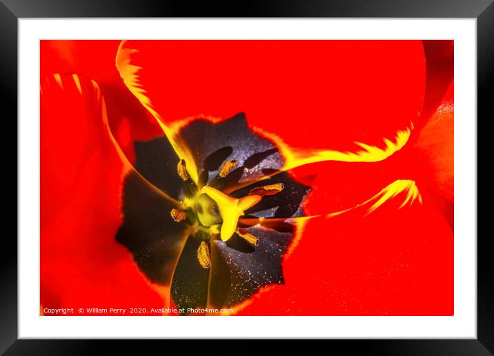 Big Red Yellow Banja Luka Tulip Petals Blooming Ma Framed Mounted Print by William Perry