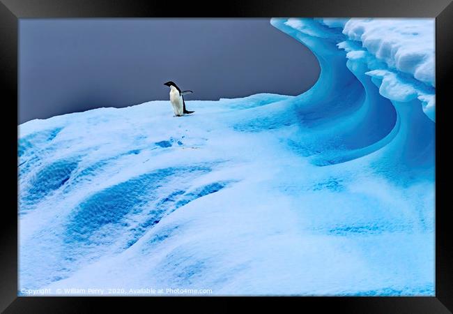 Adelie Penguin Blue Iceberg Closeup Charlotte Bay  Framed Print by William Perry
