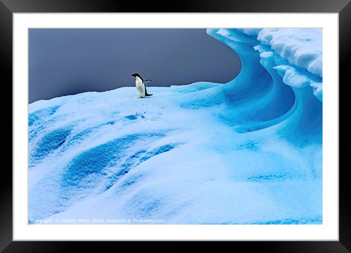 Adelie Penguin Blue Iceberg Closeup Charlotte Bay  Framed Mounted Print by William Perry
