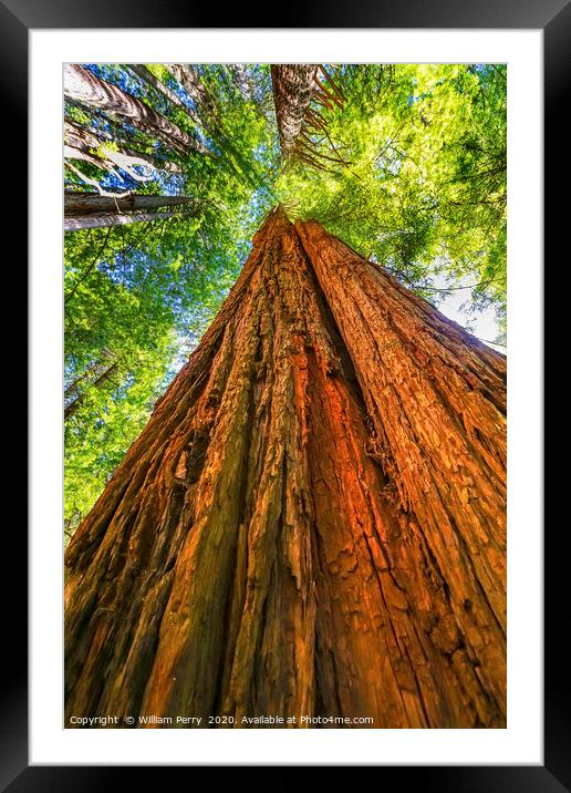 Tall Red Tree Towering Redwood National Park Cresc Framed Mounted Print by William Perry