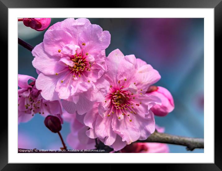 Pink Peach Blossom Blooming Macro Washington  Framed Mounted Print by William Perry