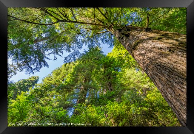 Tall Trees Towering Redwoods National Park Crescen Framed Print by William Perry