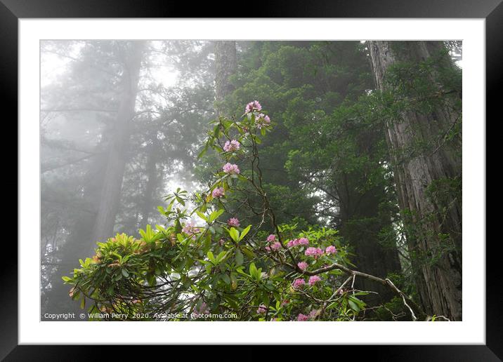 Towering Redwoods Pink Rhododendron National Park  Framed Mounted Print by William Perry