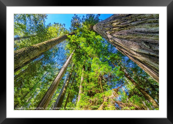 Tall Trees Towering Redwoods National Park Crescen Framed Mounted Print by William Perry