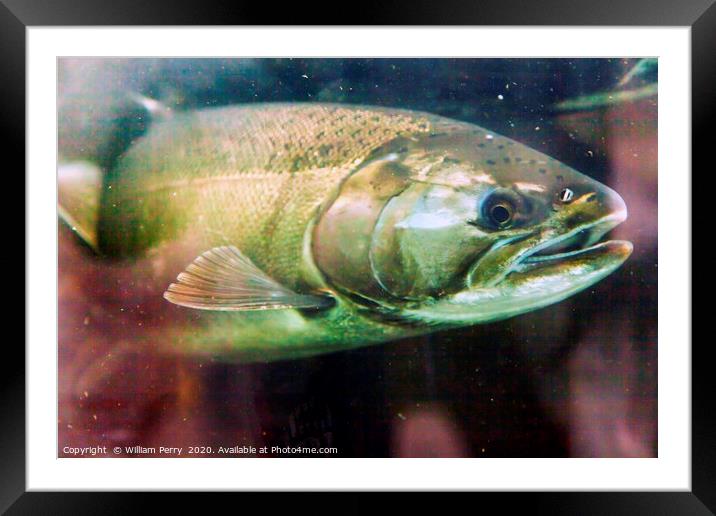 Chinook Coho Salmon Issaquah Hatchery Washington S Framed Mounted Print by William Perry