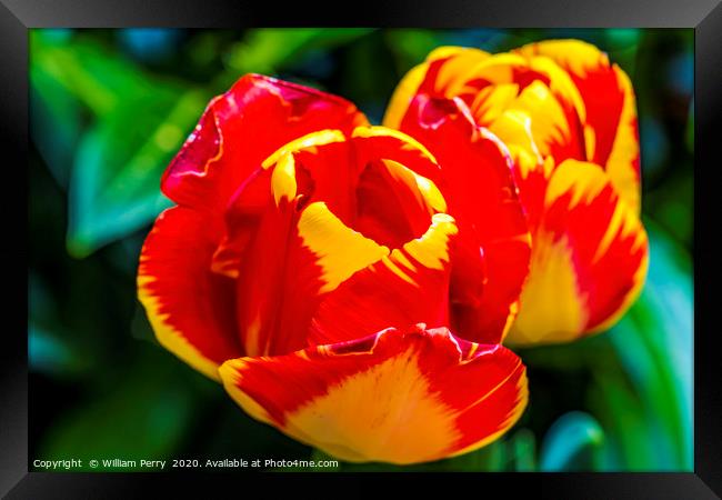 Red Yellow Banja Luka Tulips Blooming Macro Framed Print by William Perry