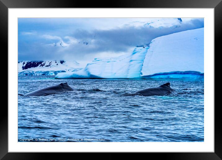 Two Humpback Whales Charlotte Harbor Antarcti Framed Mounted Print by William Perry