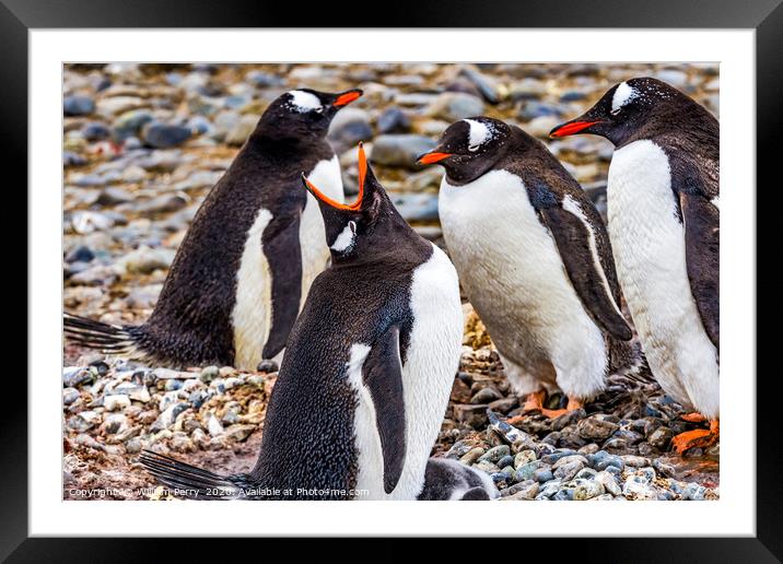 Gentoo Penguins Crying Yankee Harbor Greenwich Isl Framed Mounted Print by William Perry