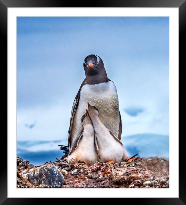 Gentoo Penguin Family Chicks Yankee Harbor Antarct Framed Mounted Print by William Perry