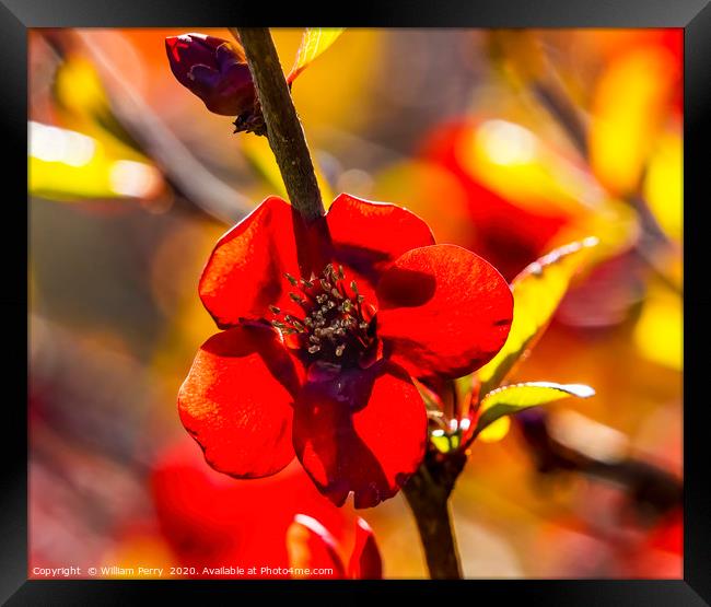 Maroon Red Atsuya Hamada Quince Blooming Macro Was Framed Print by William Perry