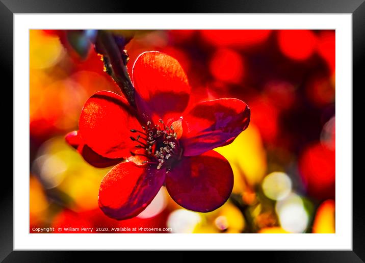Maroon Red Atsuya Hamada Quince Blooming Macro Was Framed Mounted Print by William Perry