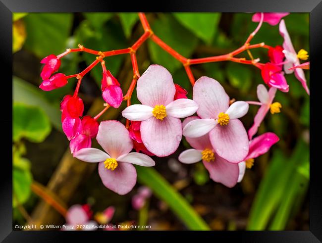 Pink Flowering Begonia Easter Island Chile Framed Print by William Perry