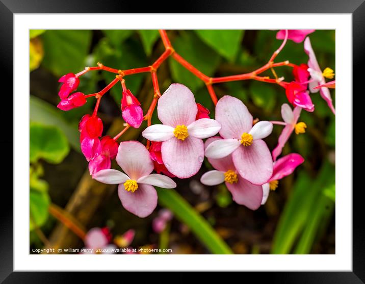 Pink Flowering Begonia Easter Island Chile Framed Mounted Print by William Perry