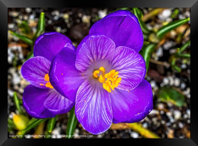 Blue Purple Crocus Blossom Blooming Macro Washingt Framed Print by William Perry