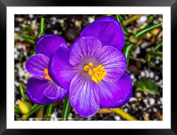 Blue Purple Crocus Blossom Blooming Macro Washingt Framed Mounted Print by William Perry