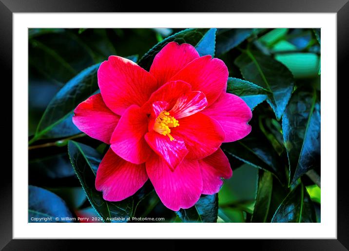 Red Pink White Yellow Camellia Blooming Macro Framed Mounted Print by William Perry