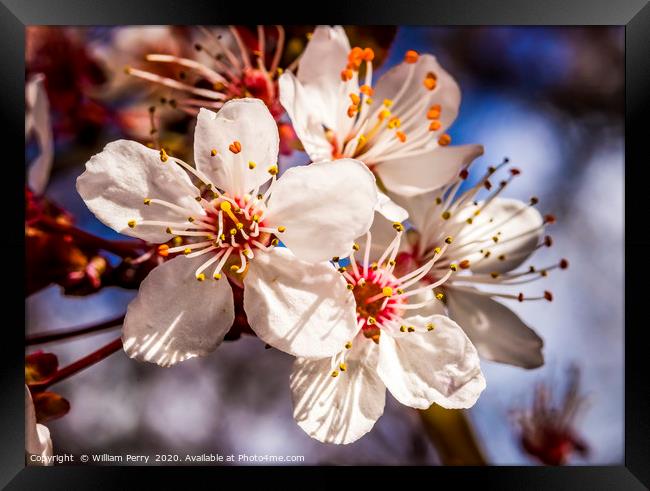 Pink Cherry Plum Blossom Blooming Macro Washington Framed Print by William Perry