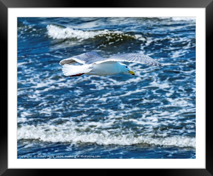 Seagull Flying Over Waves North Beach Park Edmonds Framed Mounted Print by William Perry