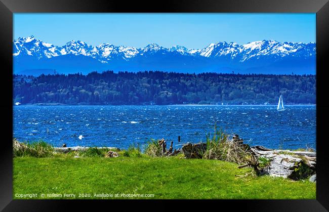 Sailboat Olympic Mountains Edmonds Washington Framed Print by William Perry