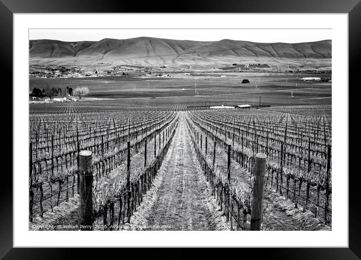 Black and White Winter Vineyards Red Mountain Wash Framed Mounted Print by William Perry