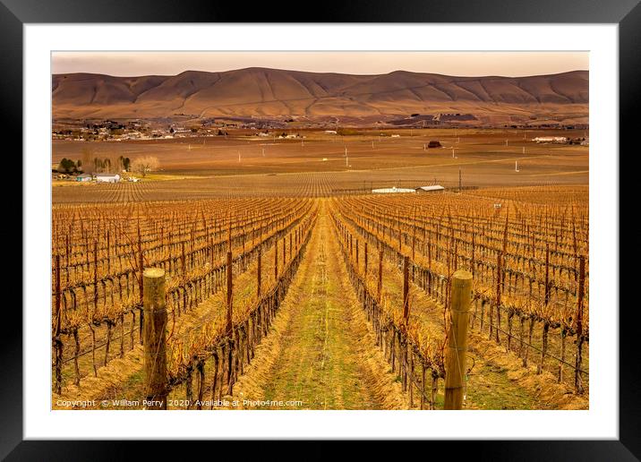 Winter Vineyards Red Mountain Benton City Washington Framed Mounted Print by William Perry