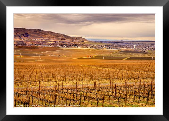 Winter Vineyards Red Mountain Benton City Washingt Framed Mounted Print by William Perry