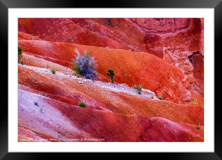 Trees Colorful Bryce Point Bryce Canyon National P Framed Mounted Print by William Perry