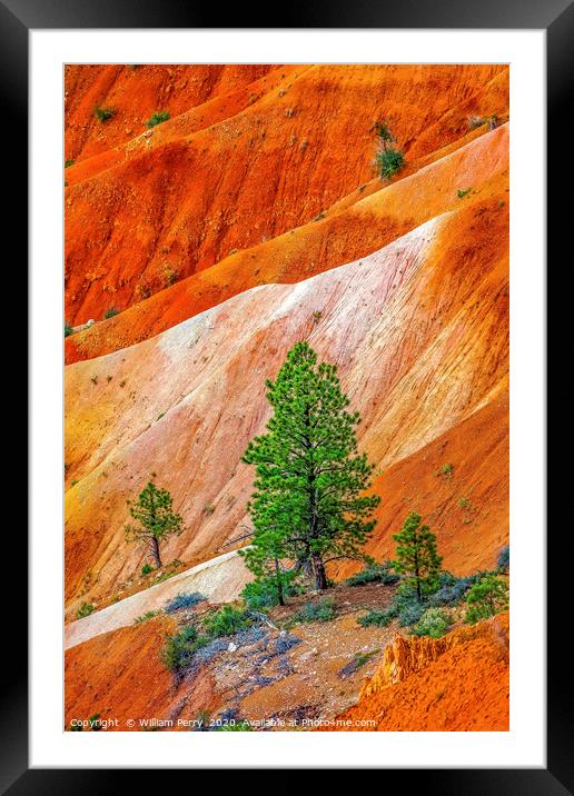Tree Colorful Bryce Point Bryce Canyon National Pa Framed Mounted Print by William Perry
