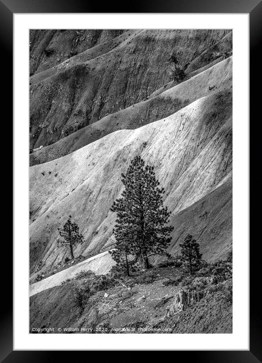 Black and White Tree Bryce Point Bryce Canyon Nati Framed Mounted Print by William Perry