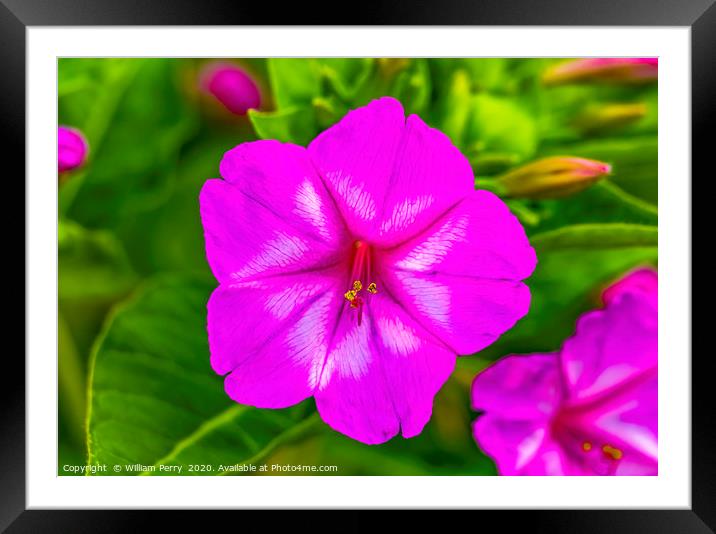 Pink Four O Clock Blossom Blooming Macro Framed Mounted Print by William Perry