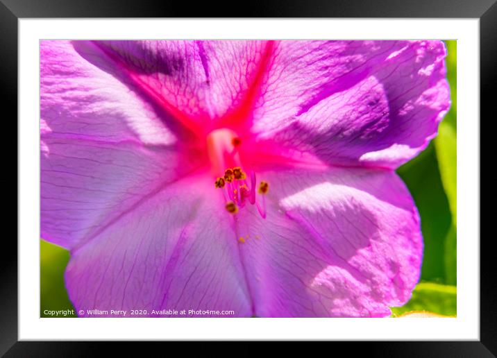 Pink Four O Clock Blossom Blooming Macro Framed Mounted Print by William Perry