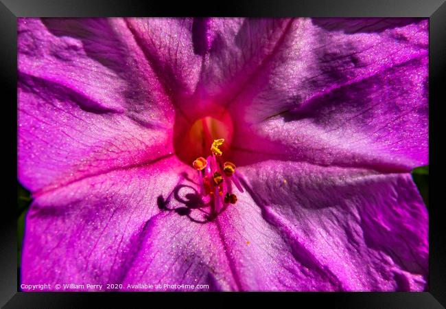 Pink Four O Clock Blossom Blooming Macro Framed Print by William Perry