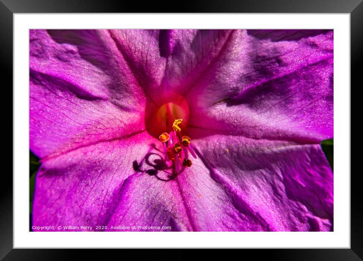 Pink Four O Clock Blossom Blooming Macro Framed Mounted Print by William Perry
