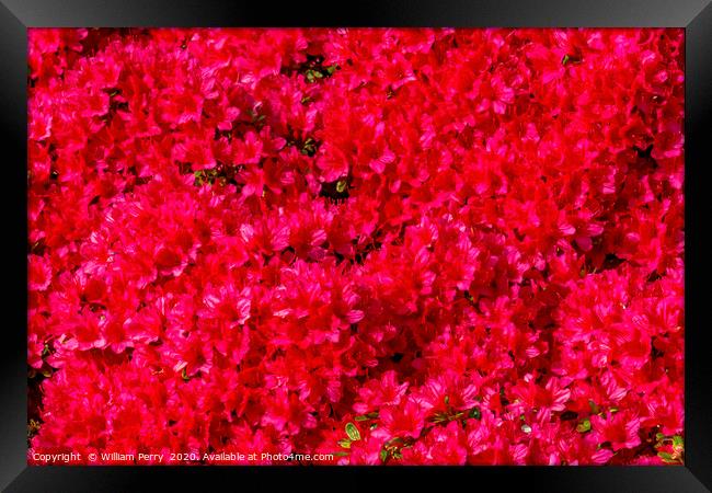 Red Encore Azalea Flowers Blooming Macro Framed Print by William Perry