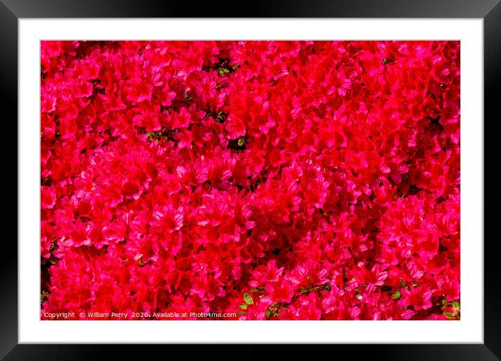 Red Encore Azalea Flowers Blooming Macro Framed Mounted Print by William Perry