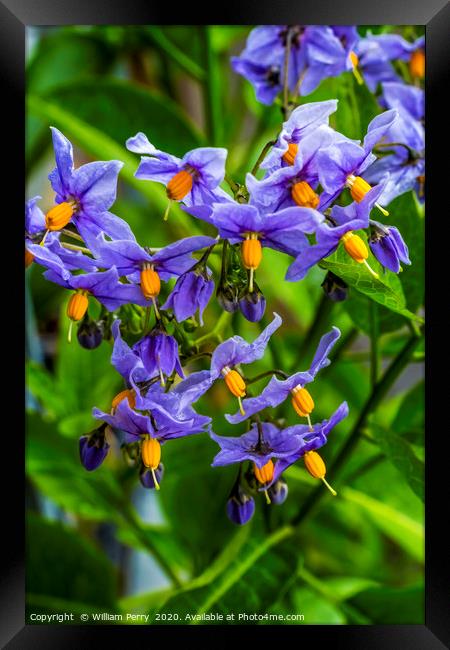 Blue Potato Vine Blooming Macro Framed Print by William Perry