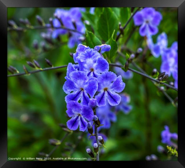 Blue Verbena Blooming Macro Framed Print by William Perry