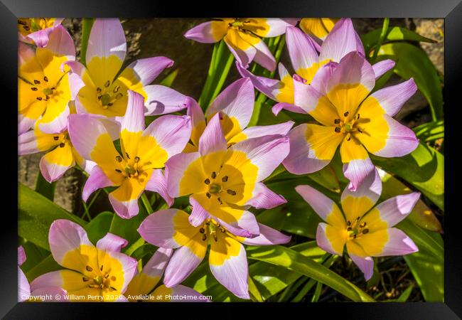 Pink Yellow Tarda Tulips Blooming Macro Framed Print by William Perry