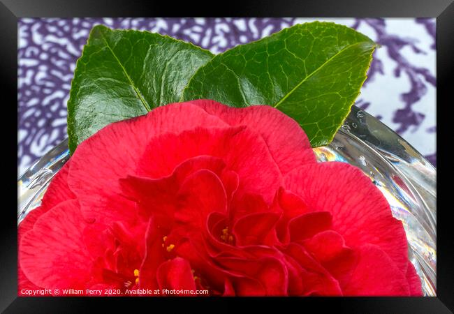 Red Camellia Blooming Crystal Macro Framed Print by William Perry
