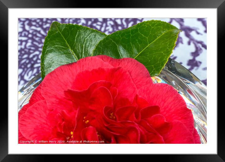 Red Camellia Blooming Crystal Macro Framed Mounted Print by William Perry