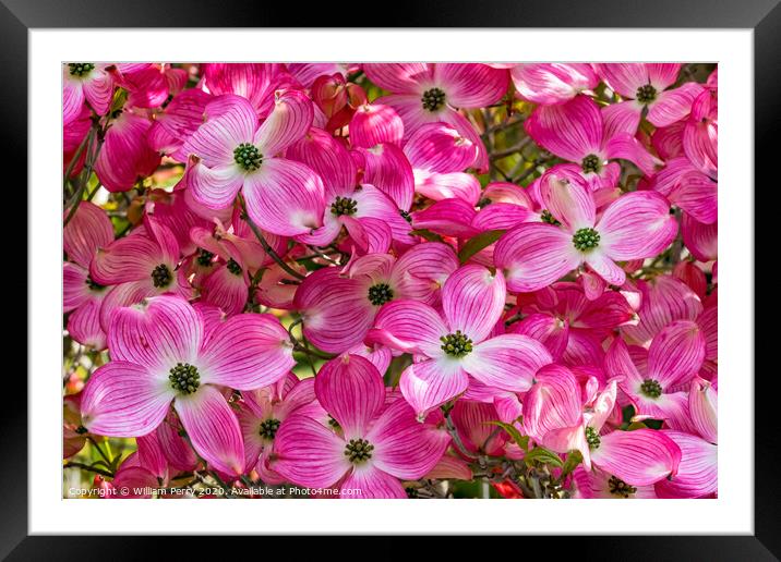 Red Flowering Dogwood Tree Blooming  Framed Mounted Print by William Perry