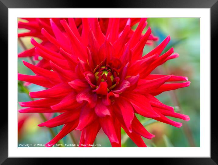Red Pygmy Dahlia Blooming Macro Framed Mounted Print by William Perry
