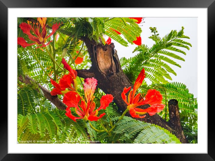 Red Orange Tropical Flame Tree Flowers Easter Isla Framed Mounted Print by William Perry