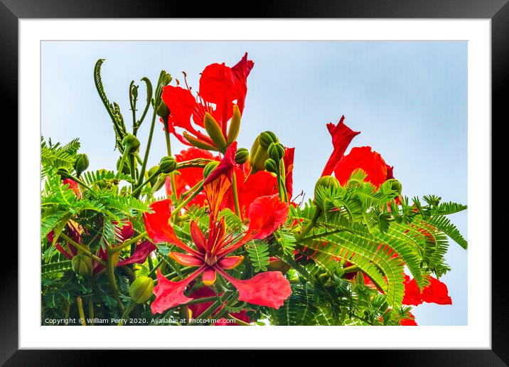Red Orange Tropical Flame Tree Flowers Easter Isla Framed Mounted Print by William Perry