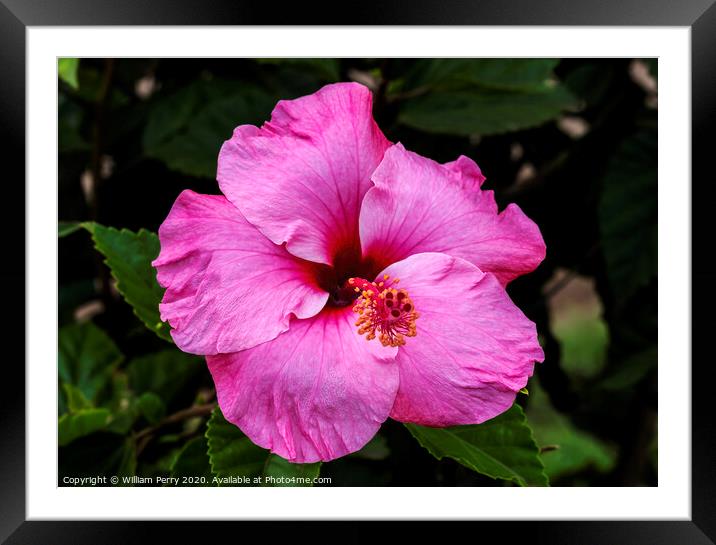Seminole Pink Tropical Hibiscus Flowers Easter Island Chile Framed Mounted Print by William Perry