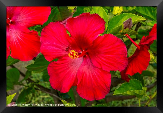 Red Painted Lady Tropical Hibiscus Flower Easter Island Chile Framed Print by William Perry