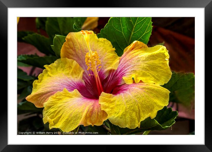 Golden Yellow Pink Tropical Hibiscus Flower Easter Island Chile Framed Mounted Print by William Perry