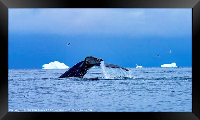 Humpback Whale Tail Charlotte Harbor Antarctica Framed Print by William Perry